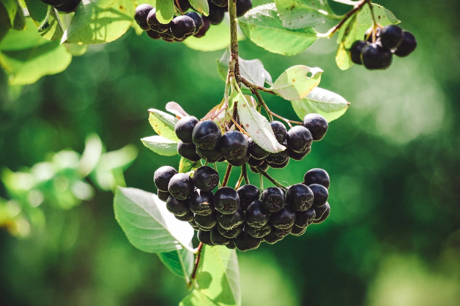 Close-up of aronia shrub laden with ripe fruit