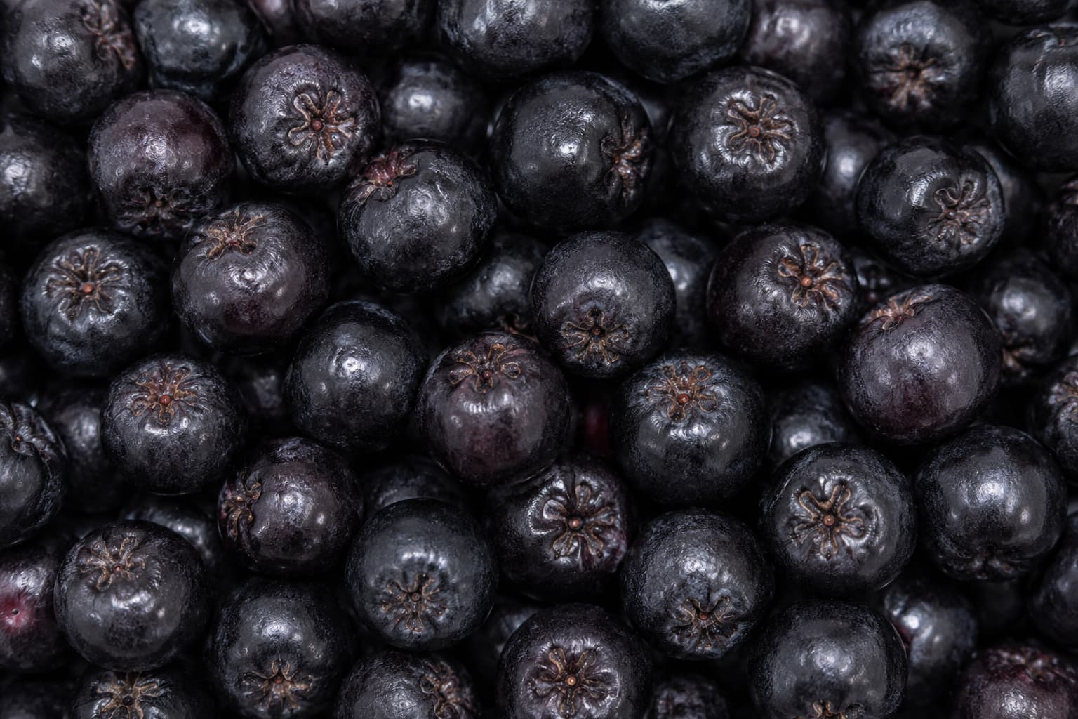Close-up of fresh aronia berries showing their deep purple-black color